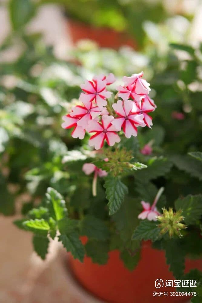 レンズ(ズーム) BRIGHTIN STAR 50mm f0.95 Nikon z mount