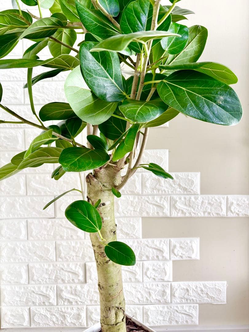 フィカスベンガレンシス⭐️極太幹　観葉植物