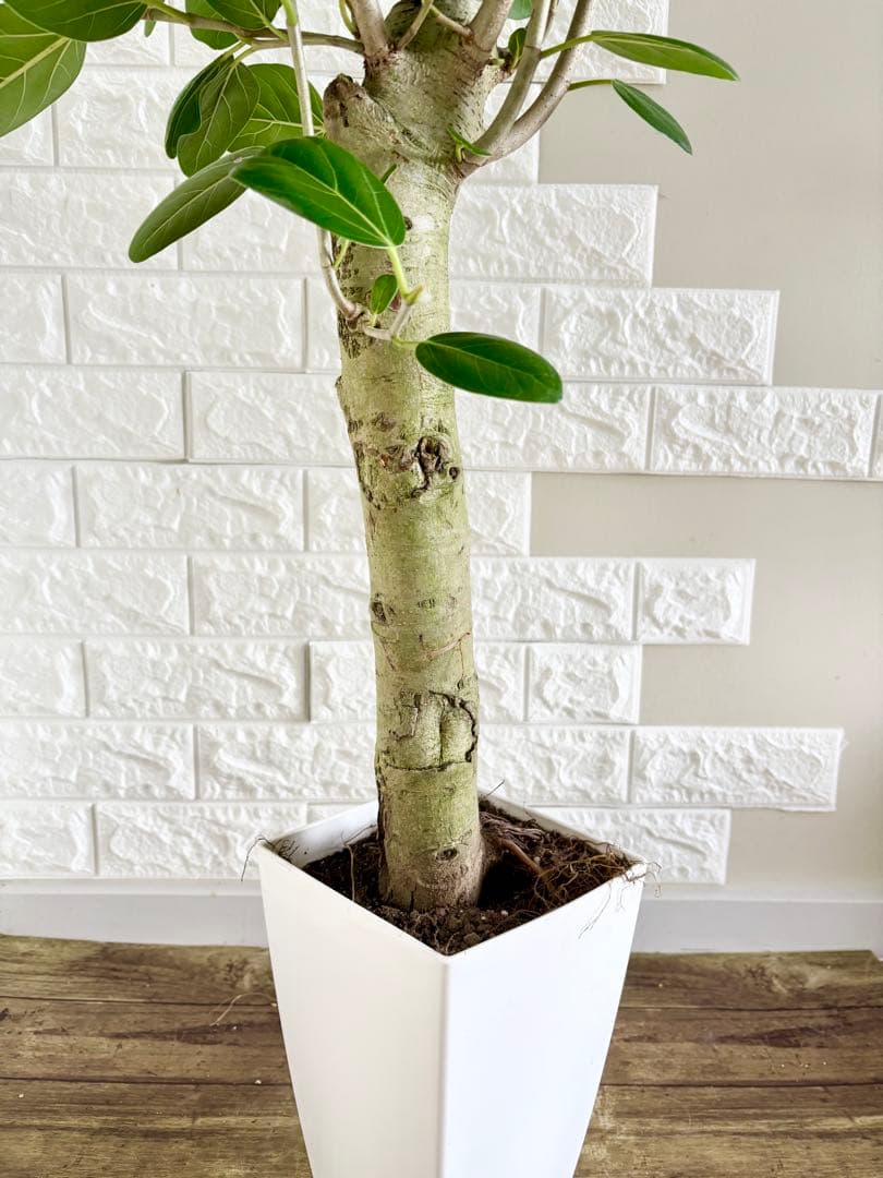 フィカスベンガレンシス⭐️極太幹　観葉植物