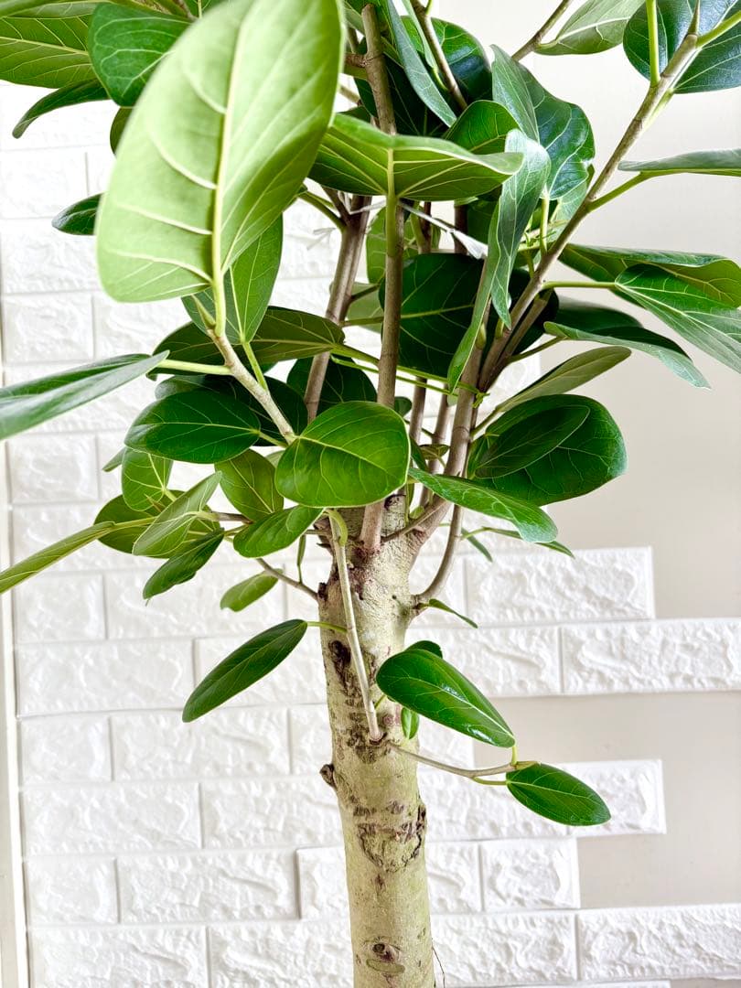 フィカスベンガレンシス⭐️極太幹　観葉植物
