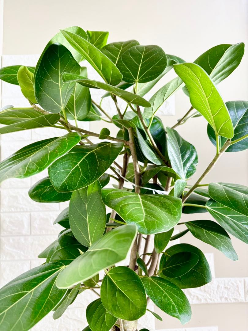 フィカスベンガレンシス⭐️極太幹　観葉植物