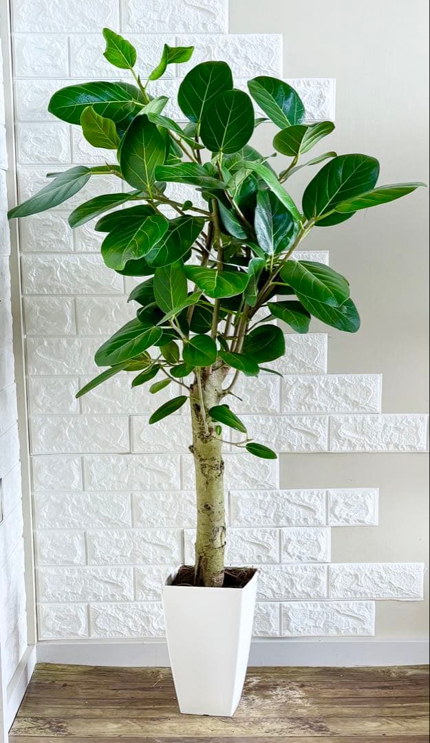 フィカスベンガレンシス⭐️極太幹　観葉植物
