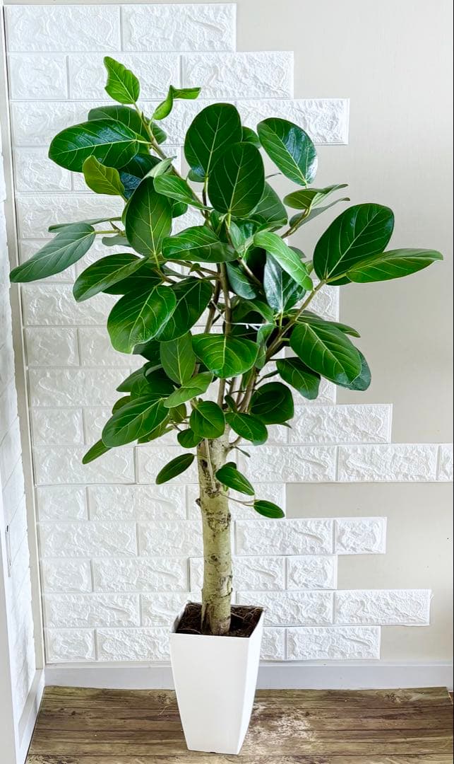 フィカスベンガレンシス⭐️極太幹　観葉植物