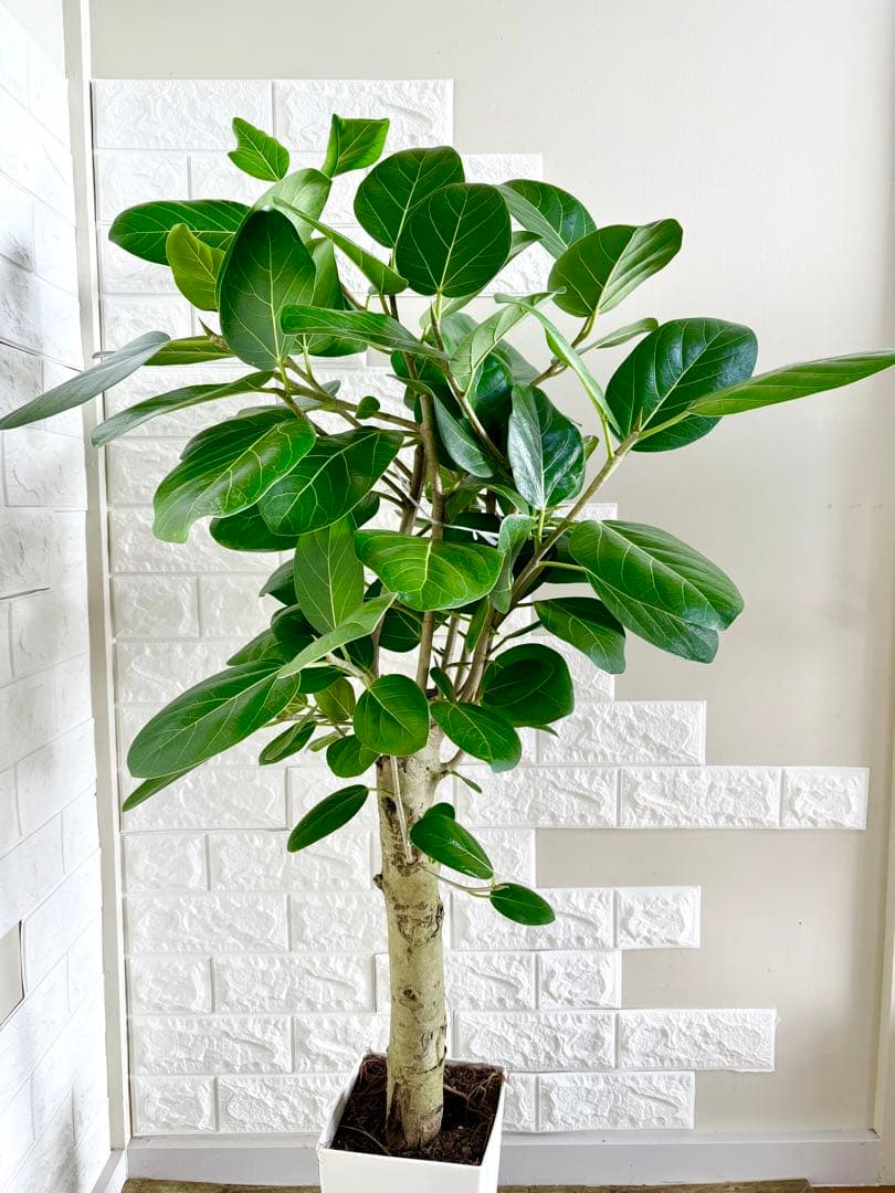 フィカスベンガレンシス⭐️極太幹　観葉植物