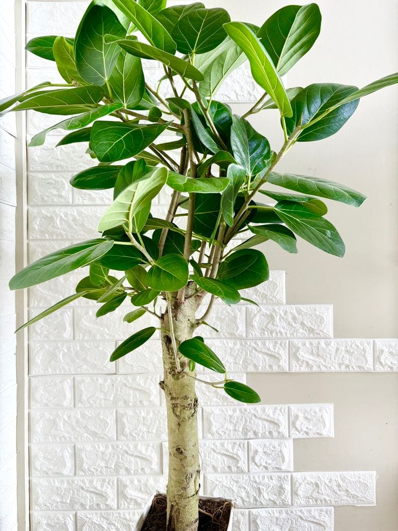 フィカスベンガレンシス⭐️極太幹　観葉植物