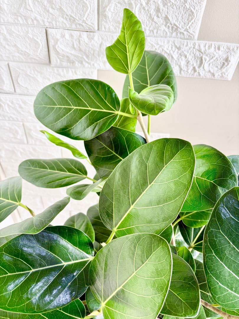 フィカスベンガレンシス⭐️極太幹　観葉植物