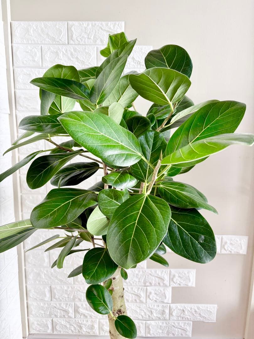 フィカスベンガレンシス⭐️極太幹　観葉植物
