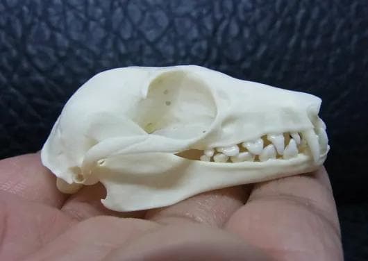 ストローオオコウモリ （Straw-coloured fruit bat）頭骨