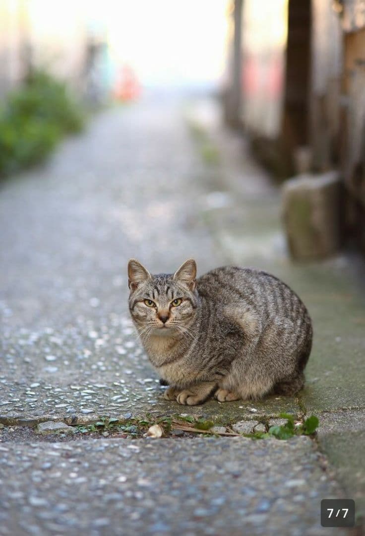 高画質！良質な背景ボケ！とろけるような味！描写力！単焦点レンズ！人物撮影に最適！