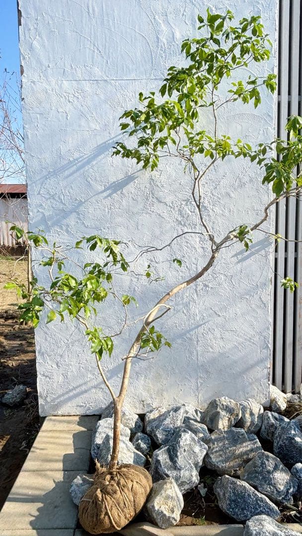 ※鹿の谷なう様リクエスト品 山採りアセビ2本セット(エリア限定自社配送商品)