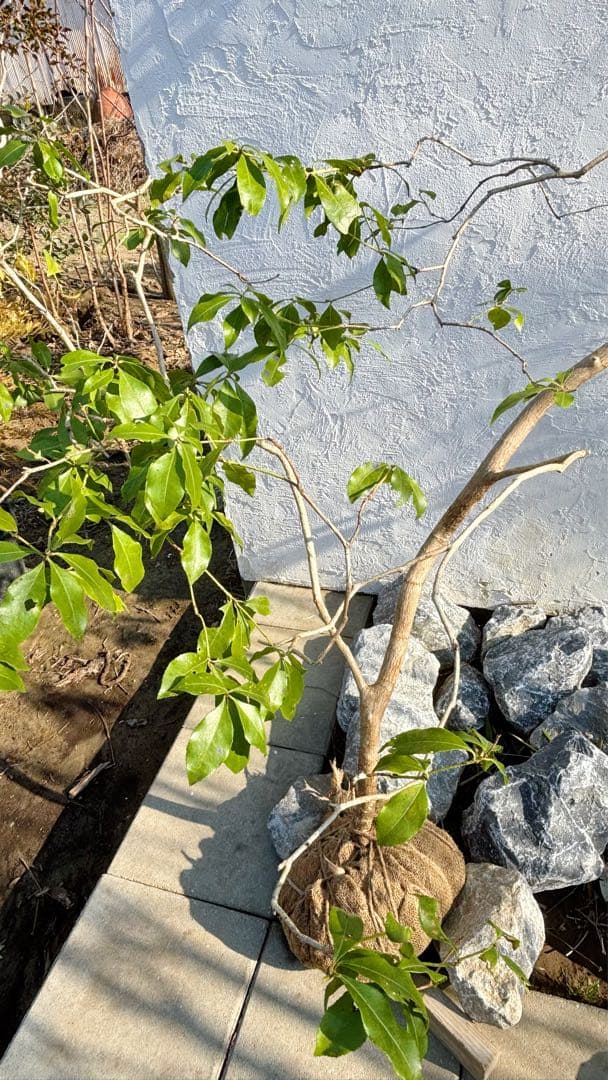 ※鹿の谷なう様リクエスト品 山採りアセビ2本セット(エリア限定自社配送商品)