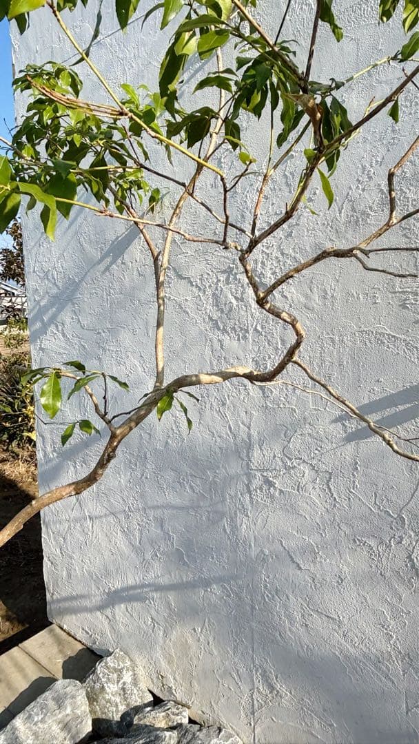 ※鹿の谷なう様リクエスト品 山採りアセビ2本セット(エリア限定自社配送商品)