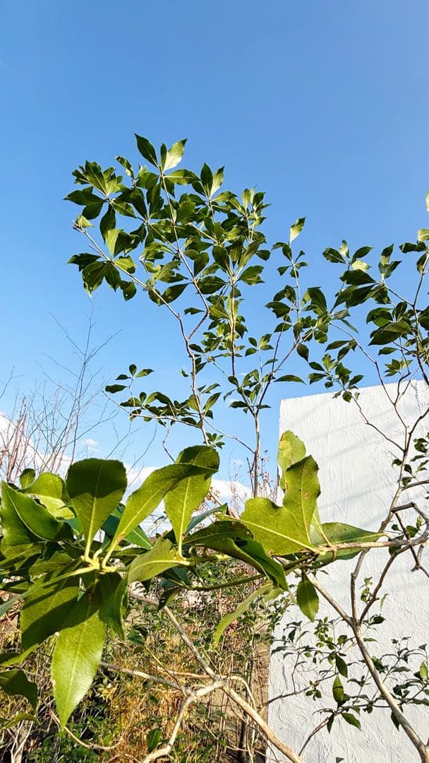 ※鹿の谷なう様リクエスト品 山採りアセビ2本セット(エリア限定自社配送商品)