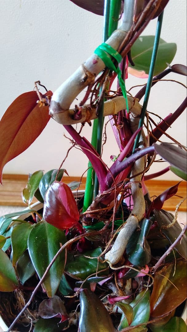 フィロデンドロン ピンクプリンセス ギャラクシー 曲がり 気根 メリカリ便