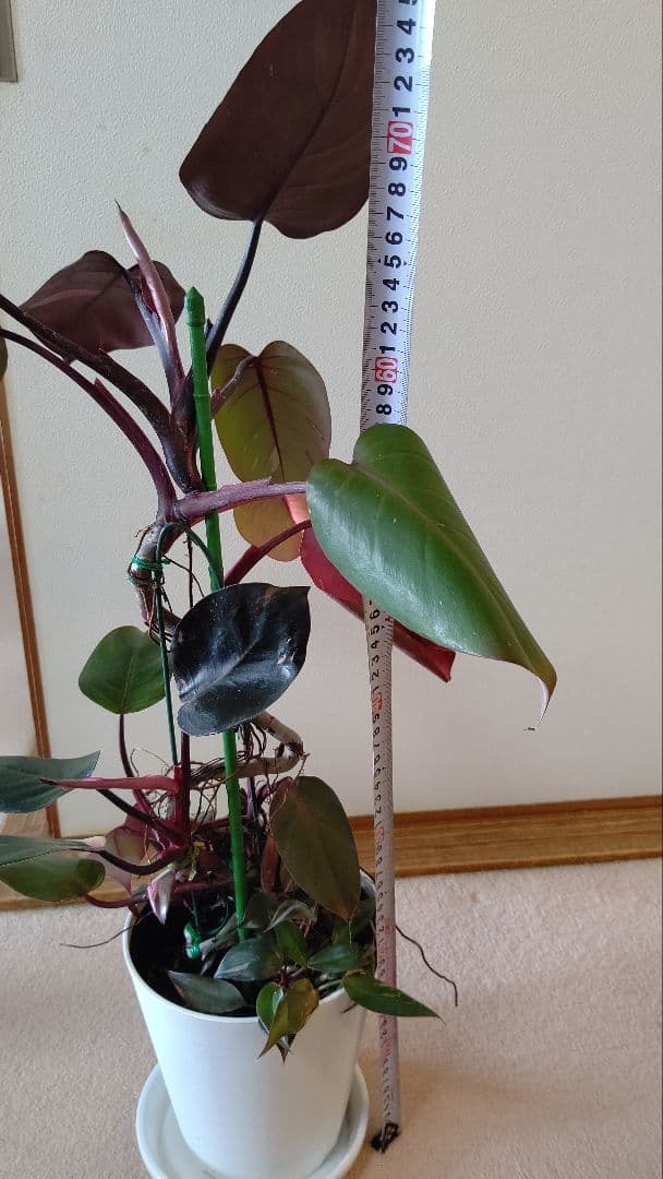 フィロデンドロン ピンクプリンセス ギャラクシー 曲がり 気根 メリカリ便