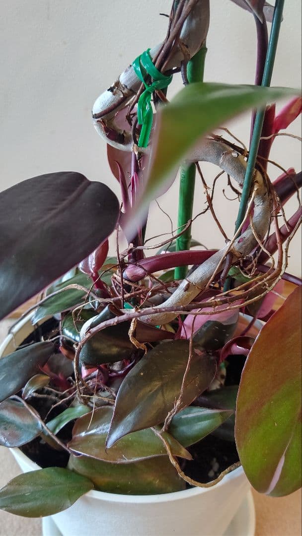 フィロデンドロン ピンクプリンセス ギャラクシー 曲がり 気根 メリカリ便