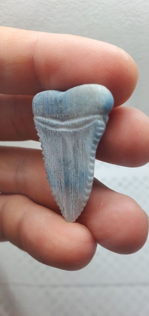 糸魚川翡翠 入りコン沢 サメの歯の化石風 メガロドン？