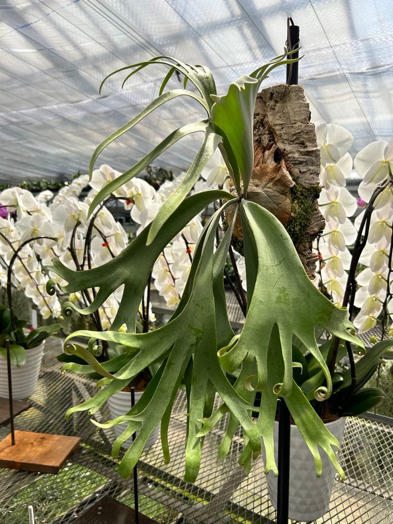 ビカクシダ P. willinckii cv. 'Queen Meduusa'