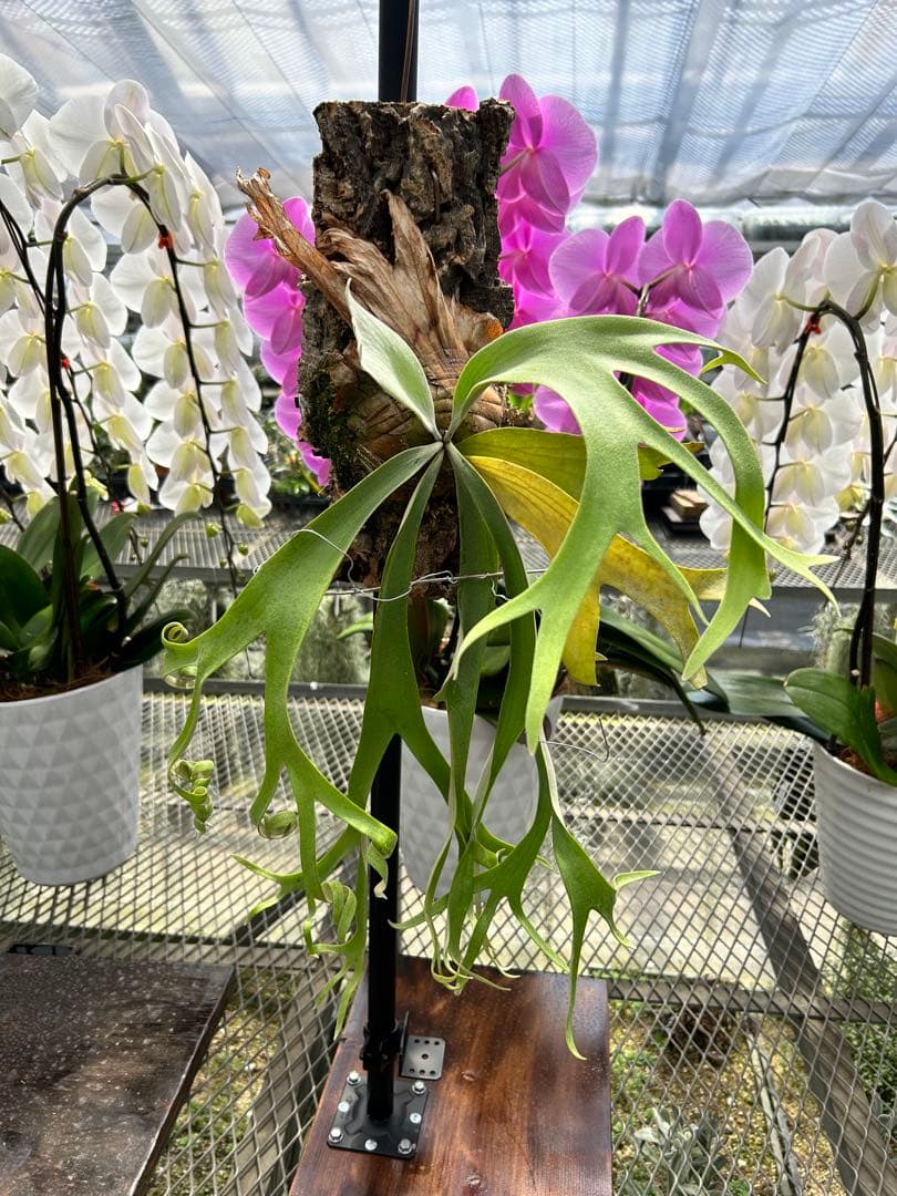 ビカクシダ P. willinckii cv. 'Queen Meduusa'