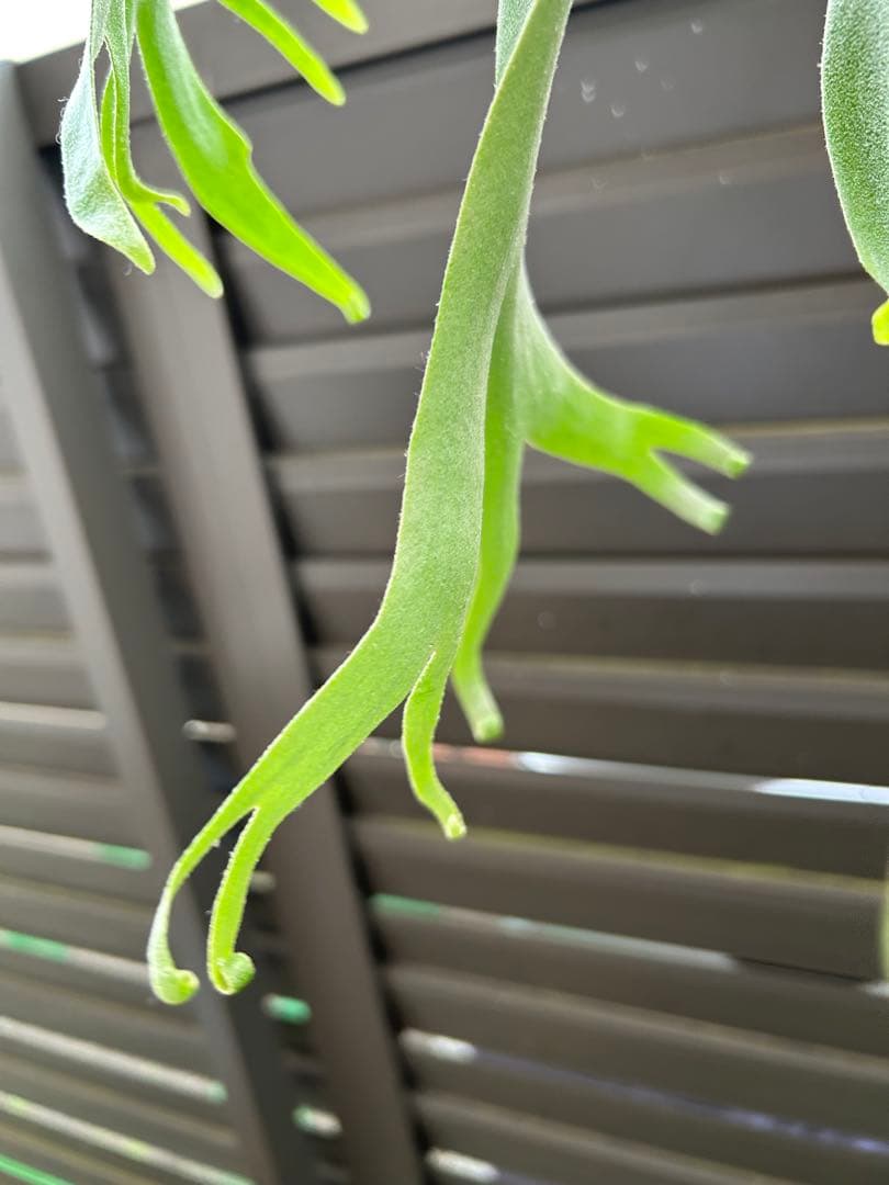 ビカクシダ P. willinckii cv. 'Queen Meduusa'