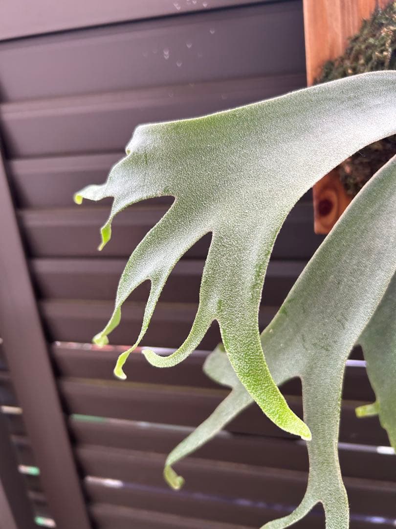 ビカクシダ P. willinckii cv. 'Queen Meduusa'