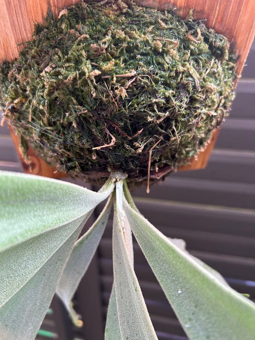 ビカクシダ P. willinckii cv. 'Queen Meduusa'
