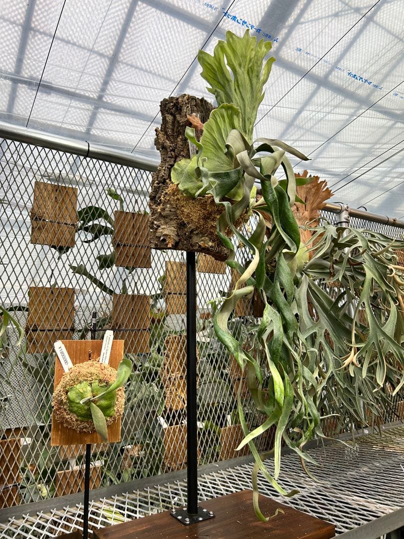 ビカクシダ P. willinckii cv. 'Queen Meduusa'