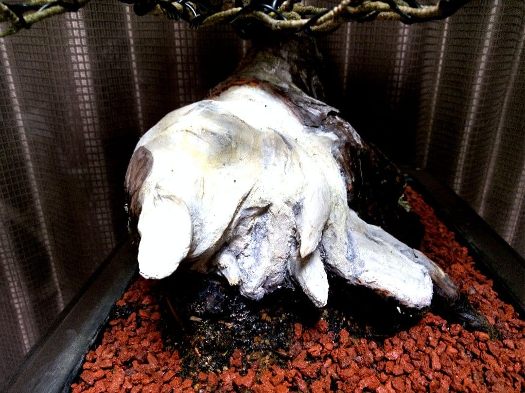 【樹高44㎝ 五葉松盆栽】　　　⭕憲様…専用❗