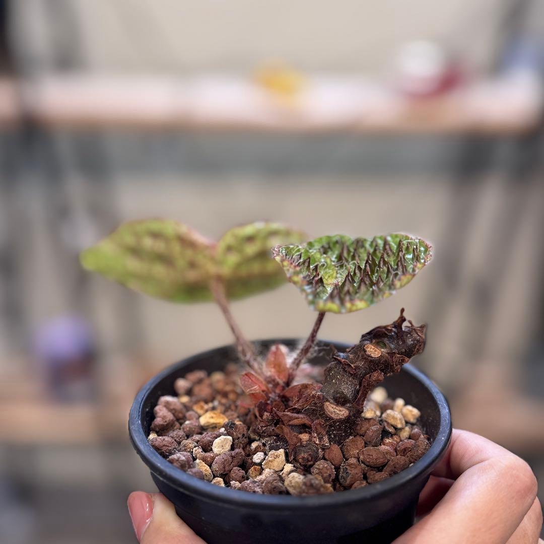 h*o様 22 ベゴニア　フェロックス　トゲトゲ