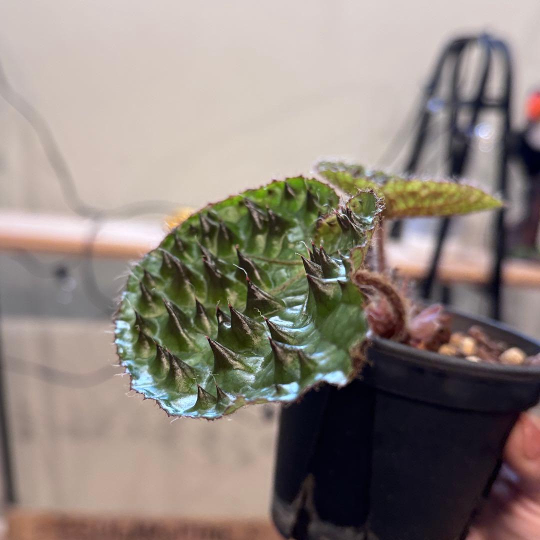 h*o様 22 ベゴニア　フェロックス　トゲトゲ