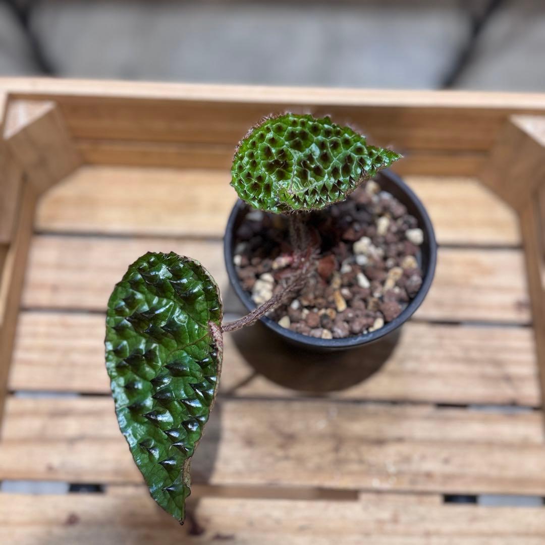 h*o様 22 ベゴニア　フェロックス　トゲトゲ