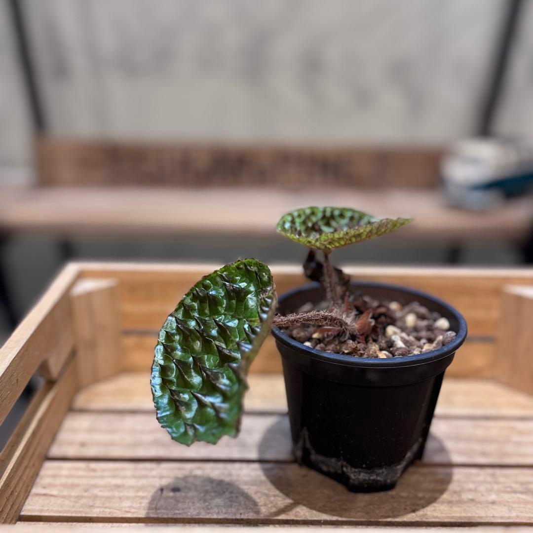 h*o様 22 ベゴニア　フェロックス　トゲトゲ