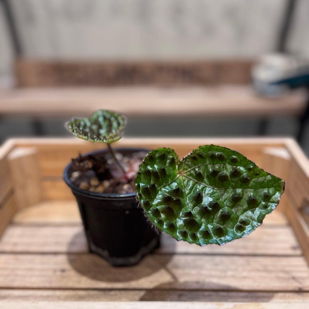 h*o様 22 ベゴニア　フェロックス　トゲトゲ