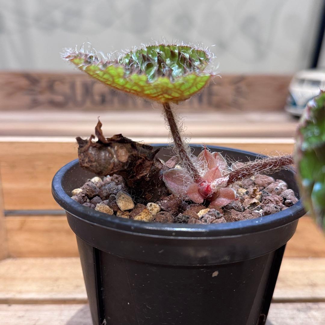 h*o様 22 ベゴニア　フェロックス　トゲトゲ