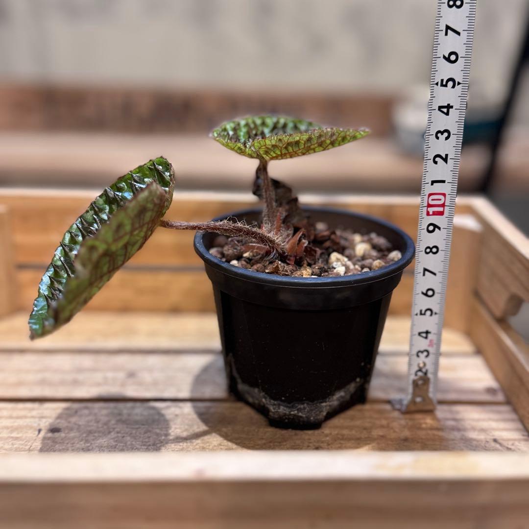 h*o様 22 ベゴニア　フェロックス　トゲトゲ