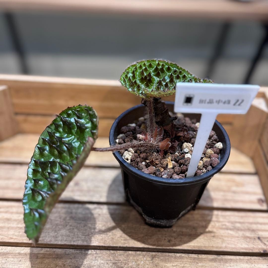 h*o様 22 ベゴニア　フェロックス　トゲトゲ