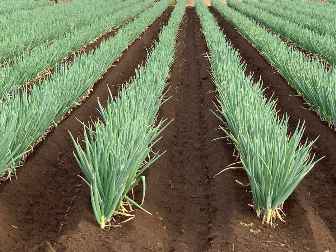茨城県産 長ネギ 15キロ（5キロ×3箱）