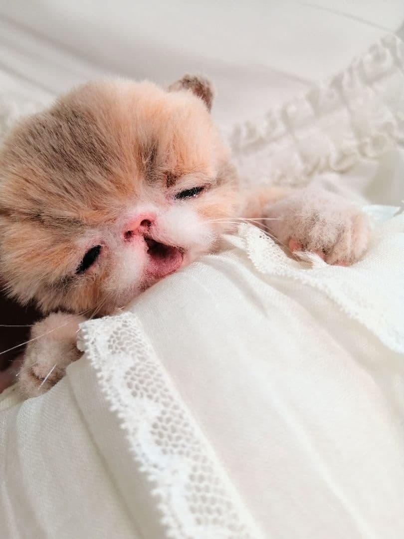 ママぁ～♡お世話セット♡子猫ちゃん♡アートドール♡ぬいぐるみ♡