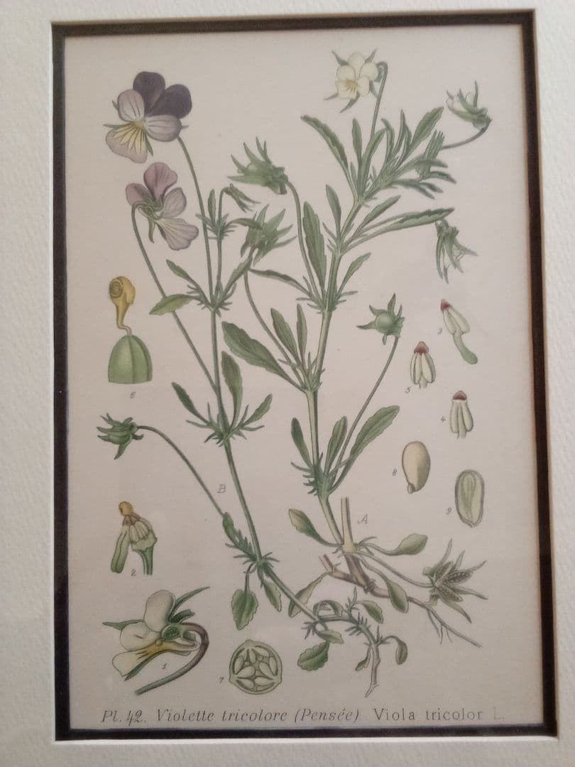 フランス ボタニカル画 石版画の額装品 １８９１年