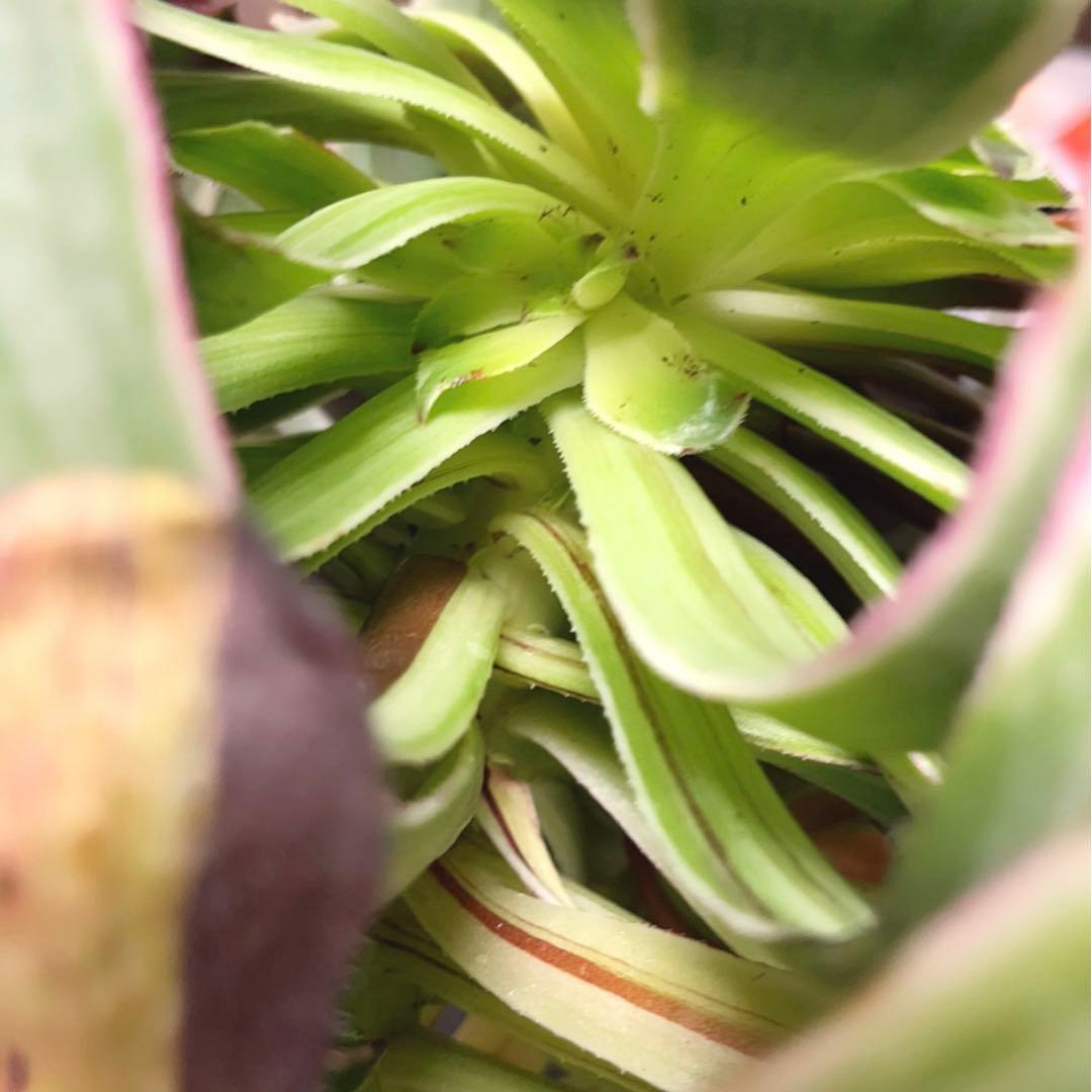 86#多肉植物アエオニウム錦❤️水墨畫变異白黒グリッド錦❤️1頭4子芽29cm拨き苗