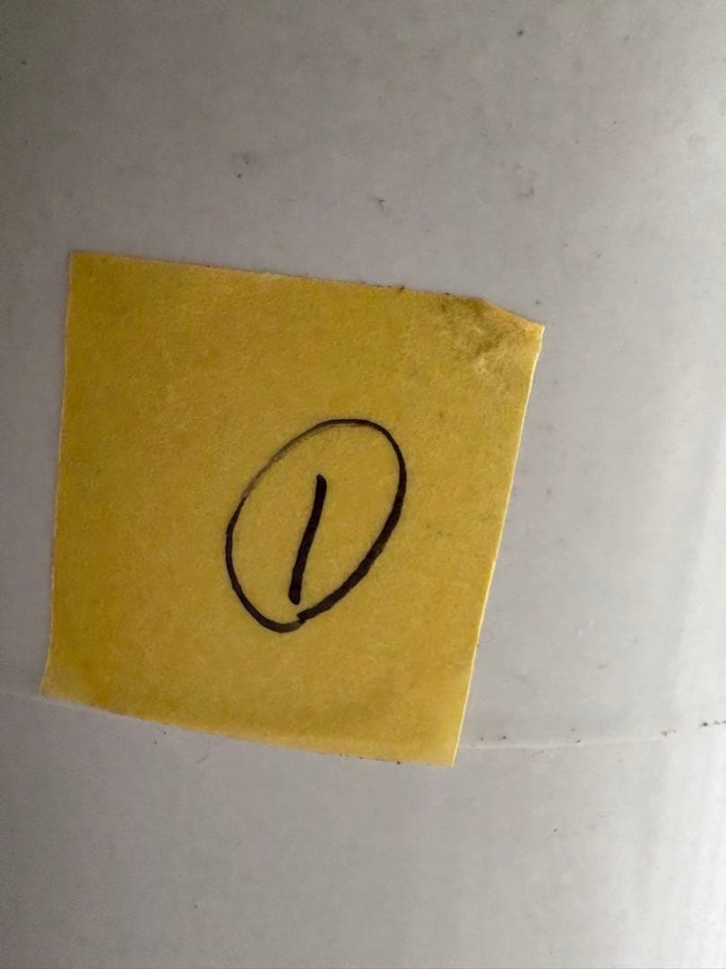 プレクトランサス セルレッセンス 4号 吊り鉢 ①