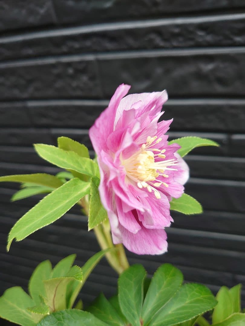 広瀬園芸　クリスマスローズ　Ｒ