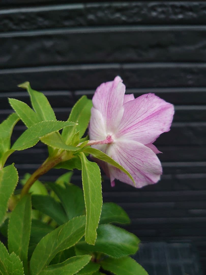 広瀬園芸　クリスマスローズ　Ｒ