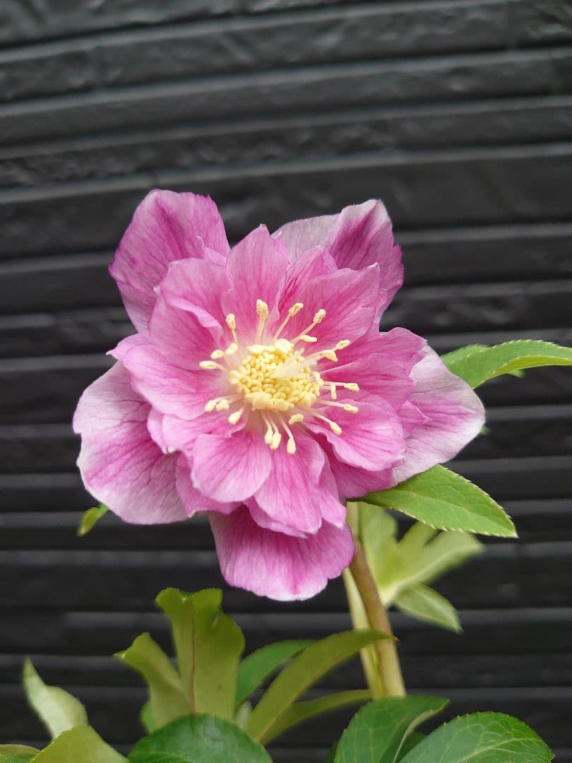 広瀬園芸　クリスマスローズ　Ｒ