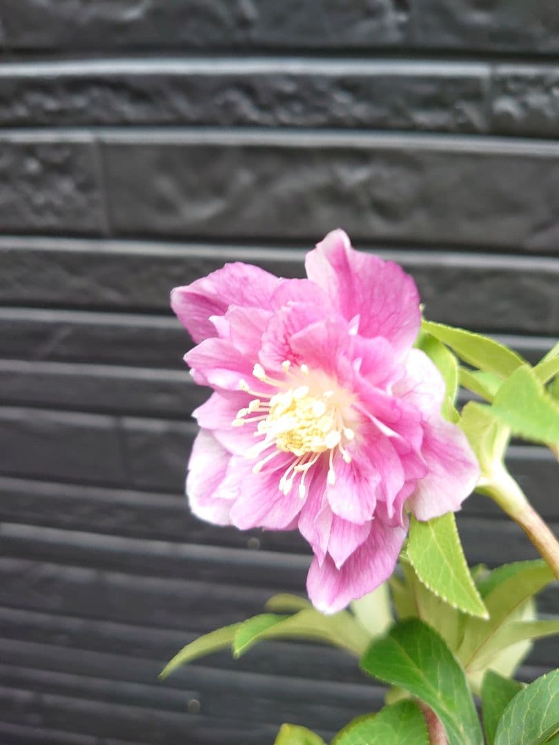 広瀬園芸　クリスマスローズ　Ｒ