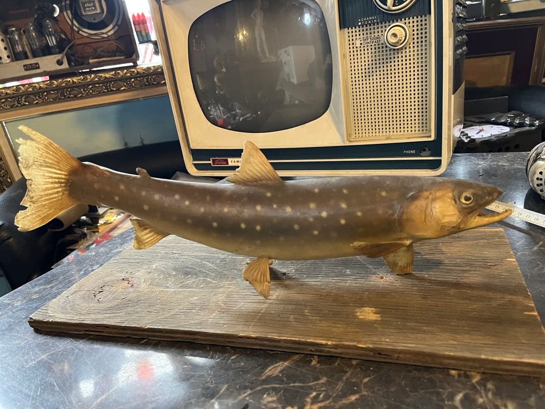 イワナ剥製、魚剥製、川魚剥製、 40センチ、渓流釣り、ルアーフィッシング