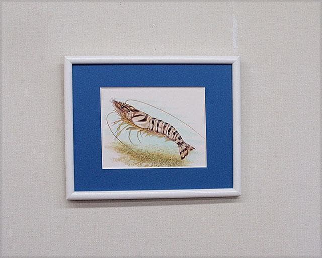 生物細密画（水彩）「クルマエビ」