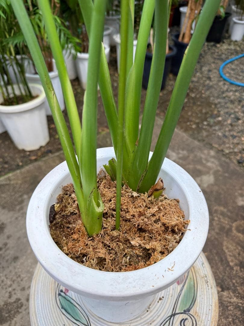 【特大極上苗2株】ストレリチア レギネ 極楽鳥花 7号鉢 高さ110cm 背高め