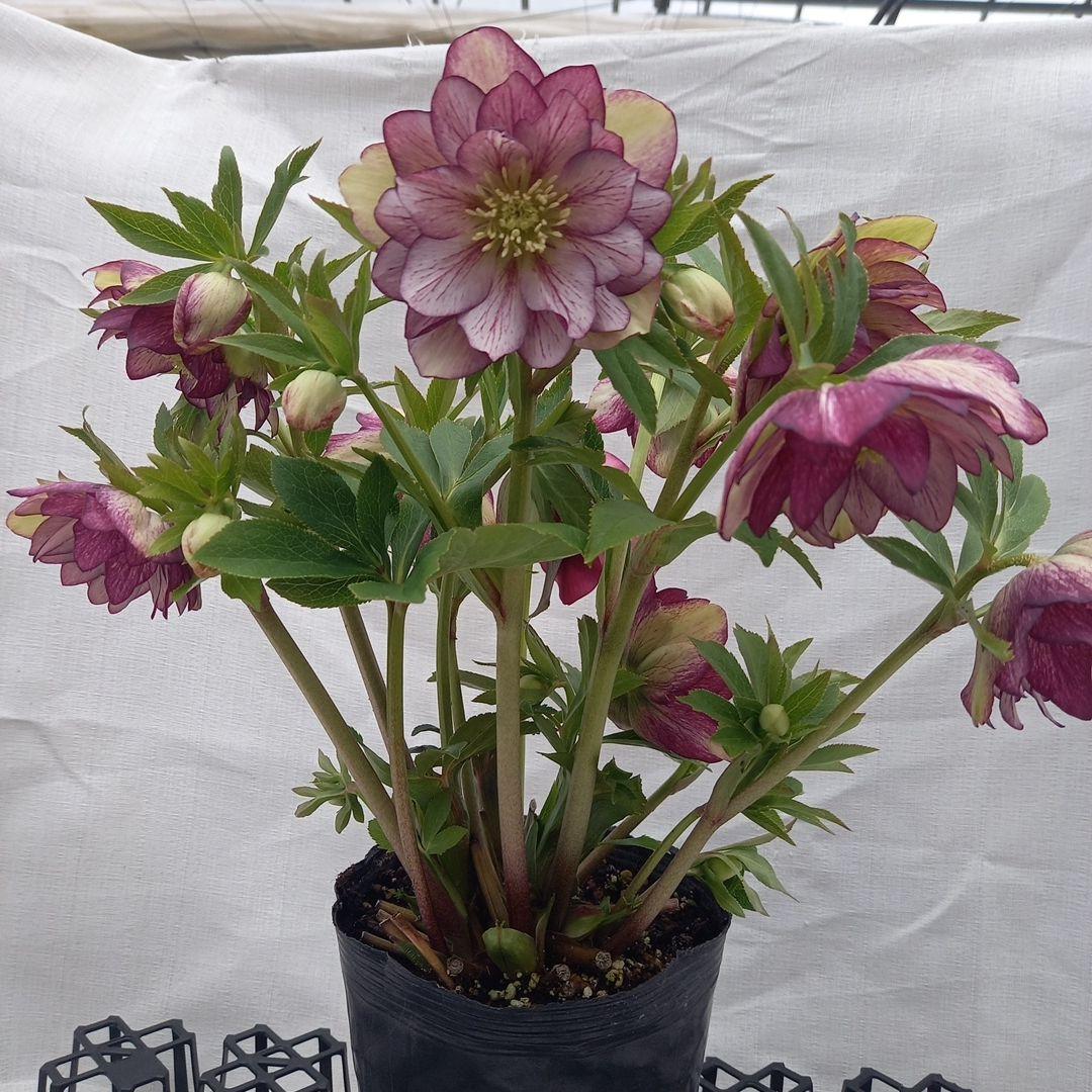 値下げ！つぼみゴロゴロ！豪華クリスマスローズ、大苗、開花株