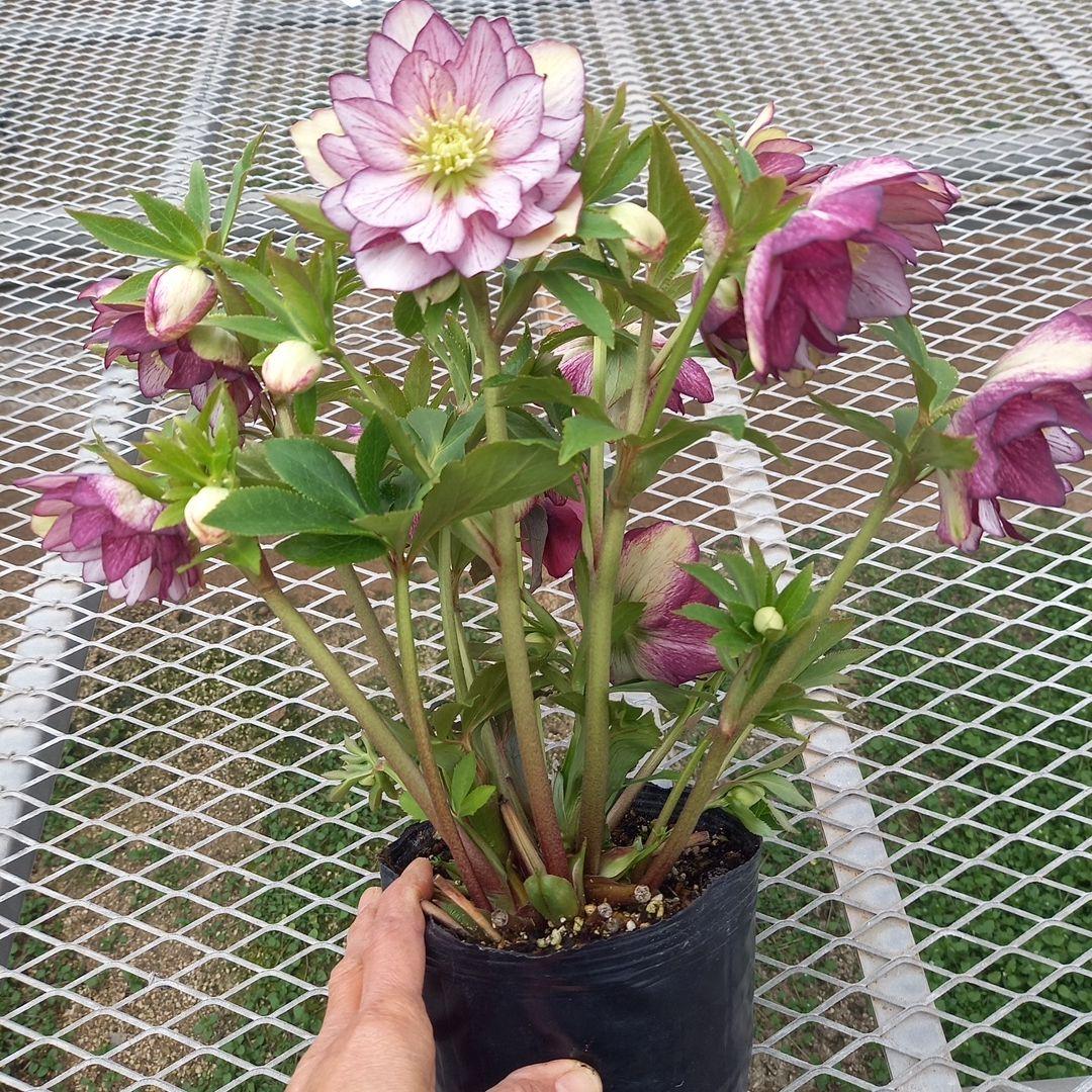 値下げ！つぼみゴロゴロ！豪華クリスマスローズ、大苗、開花株